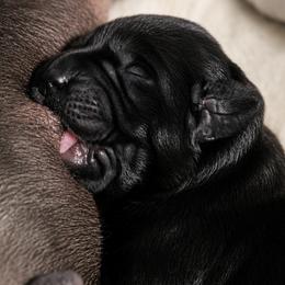 Labrador Retriever Puppies from Meritrust Labradors