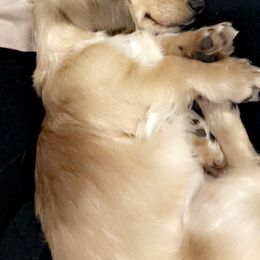 Dachshund All Grown Up from Lone Star Longhair Dachshunds