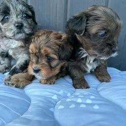 Shihpoo puppies from Care Bear Puppies