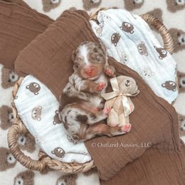 Teddy - Red merle Miniature Australian Shepherd puppy in Oklahoma City, Oklahoma from Outland Toy & Mini Aussies