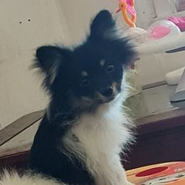 Moe - Pomeranian