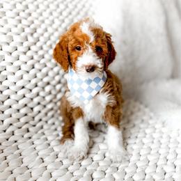 Mufasa - Red  male Goldendoodle puppy in Springville, Utah from Happy Doodle