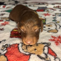 Yellow collar - Red male Dachshund puppy in San Antonio, Texas from Bear Bear's House of Doxies