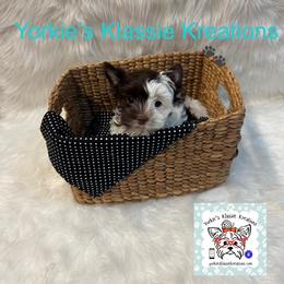 ELSEIGH - Parti female Yorkshire Terrier puppy in Dierks, Arkansas from Yorkie’s Klassie Kreations