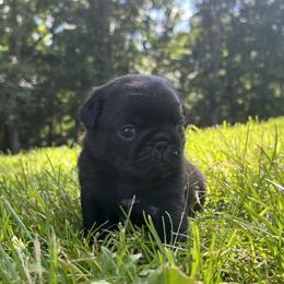 Pickles - Black female Pug puppy in Augusta, Wisconsin from Maria Martin