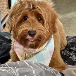 Bernedoodle and Goldendoodle Puppies from Paws 4 Doodles, LLC
