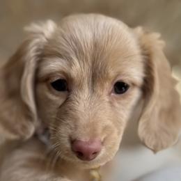 Dachshunds from Lengthydog.co