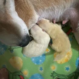 Max - Cream male Shiba Inu puppy in Pahrump, Nevada from Little City Shibas