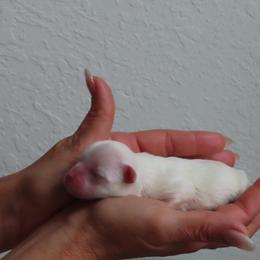 Snow - White male Maltese puppy in Hernando Beach, Florida from minipupps
