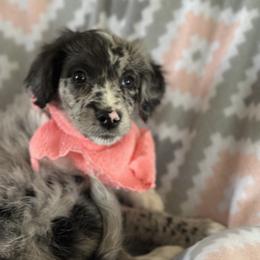 Mini - Merle female Goldendoodle puppy in Waynesboro, Virginia from Forest Creek Kennel