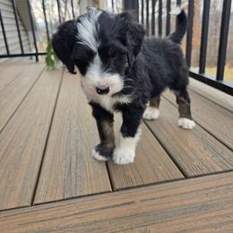 Rusty - Tri-color male Bernedoodle puppy in Holtwood, Pennsylvania from Country Ridge Puppies
