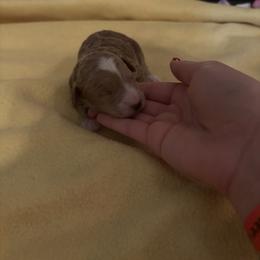 Peppermint - Red  female Goldendoodle puppy in Noblesville, Indiana from R and H Doodles