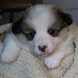 Blaze - Sable male Pembroke Welsh Corgi puppy in Purcellville, Virginia from Rhone River Farm Pembroke Welsh Corgis