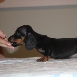 Jelly Belly - Black and tan male Dachshund puppy in Okeechobee, Florida from Far Far Away Dachshunds