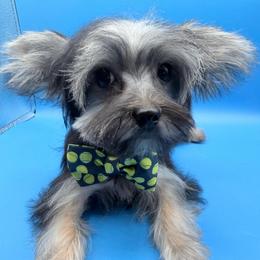 Marlon - Tan male Yorkshire Terrier puppy in Flagler Estates, Florida from Fiesta Pups