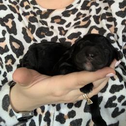 Goldendoodle Puppies from Not Just "Golden" Doodles