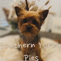 Cali - Yorkshire Terrier