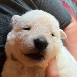 Lt Blue boy - White male Berger Blanc Suisse puppy in Millville, New Jersey from Hollybrook White Shepherds