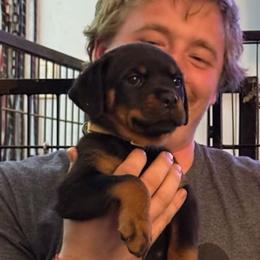 Bria - Black and mahogany female Rottweiler puppy in Partlow, Virginia from Kayara Haus Rottweilers
