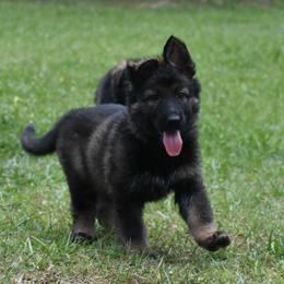 Purple Collar Female - Sable female German Shepherd puppy in Marianna, Florida from Haus M Godwin