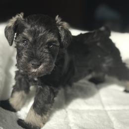 Miniature Schnauzer Puppies from Divine Miniature Schnauzers