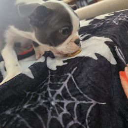 Boston Terrier Puppies from Aronow pups