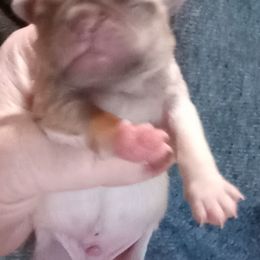 Pug All Grown Up from Paschey Pug Puppies