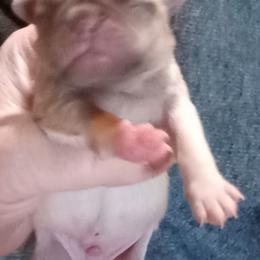 Pug All Grown Up from Paschey Pug Puppies