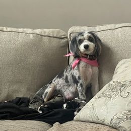 GiGi - Miniature Australian Shepherd