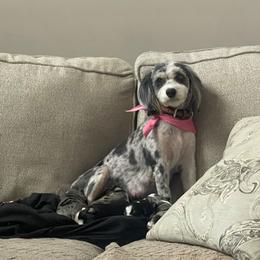 GiGi - Miniature Australian Shepherd