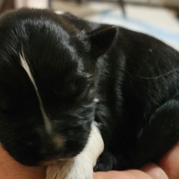 Girl 5 - Australian Shepherd puppy in Ogden, Utah from Rafter H Aussies