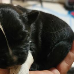 Girl 5 - Australian Shepherd puppy in Ogden, Utah from Rafter H Aussies