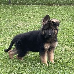 German Shepherd Puppies from Southern Lakes German Shepherds