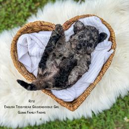 Ritz - Merle female Goldendoodle puppy in Grove, Oklahoma from Guinn Family Farms