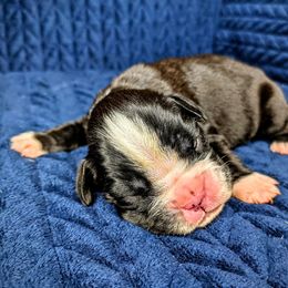 Boxer Puppies from Penny’s Boxer Puppies