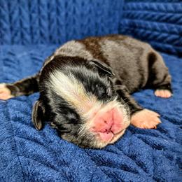 Boxer Puppies from Penny’s Boxer Puppies