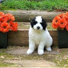 Enzo - Black and white male Bernedoodle puppy in Ball Ground, Georgia from Foothills Family Doodles