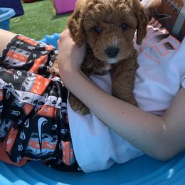 Bernedoodle and Goldendoodle Puppies from Cottrell’s Poodles & Doodles
