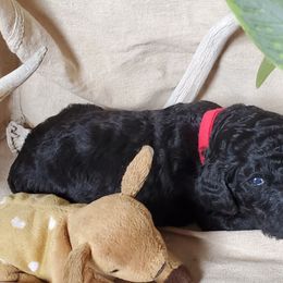 Poodle Puppies from Spangled Standard Poodles