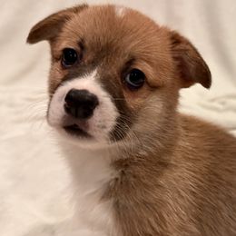 Pembroke Welsh Corgi Puppies from Pordr Corgis