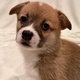 Pembroke Welsh Corgi Puppies from Pordr Corgis