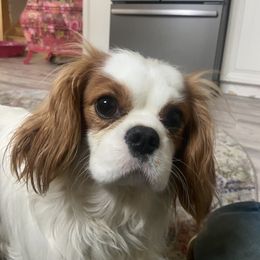 Aiofe - Cavalier King Charles Spaniel