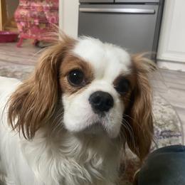 Aiofe - Cavalier King Charles Spaniel