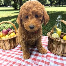 Strawberry - Red  female Goldendoodle puppy in Gainesville, Florida from Pet Inn Xxweetdoodles