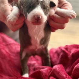 Red and white boy 1 - White and red male Border Collie puppy in East Ellijay, Georgia from Nine Peaks Border Collies