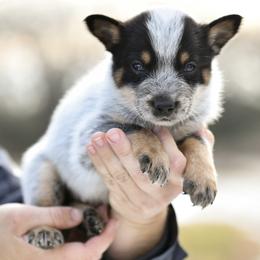 -Boy 1 - Blue male Australian Cattle Dog puppy in Kaufman, Texas from Emberwick Ranch