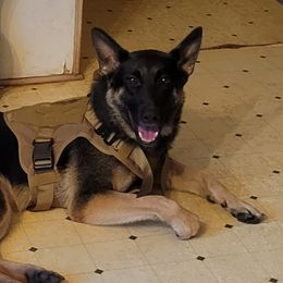 German Shepherds from Shadowolf Shepherds