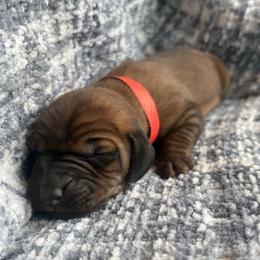 Waylon - Red male Redbone Coonhound puppy in Mount Pleasant, Texas from Harmons Hounds