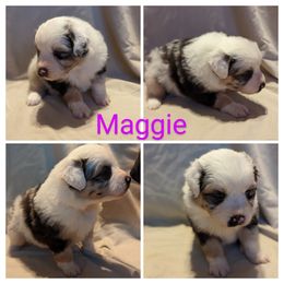 Girl 5 - Blue merle Australian Shepherd puppy in Sanger, California from A&M Australian Shepherds