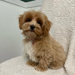 Tucker - Apricot male Maltipoo puppy in Feasterville Trevose, Pennsylvania from HMH’s Maltipoos & Cavaliers